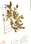 Strychnos brachistantha image