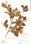 Hirtella triandra image