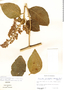 Cornutia pyramidata image