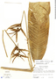 Heliconia metallica image