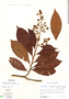Parathesis fusca image