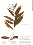 Cestrum salicifolium image