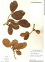 Annona crassiflora image