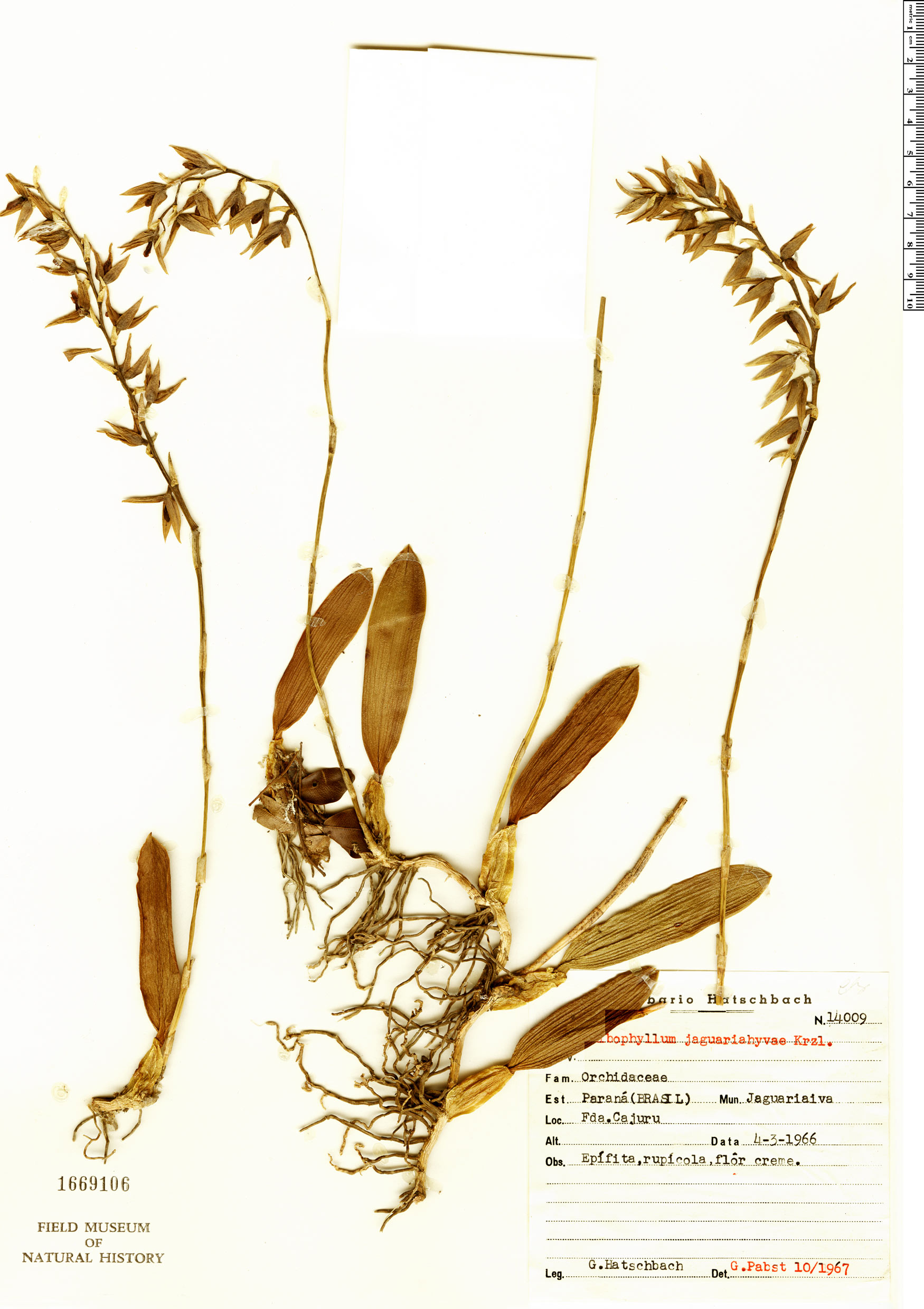 Bulbophyllum tripetalum image
