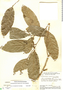 Pseudephedranthus fragrans image