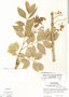 Gliricidia sepium image