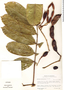 Swartzia phaneroptera image