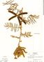 Mimosa pigra image