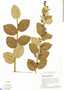 Cissampelos ovalifolia image
