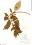 Gonolobus xanthotrichus image
