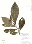 Psychotria ernestii image
