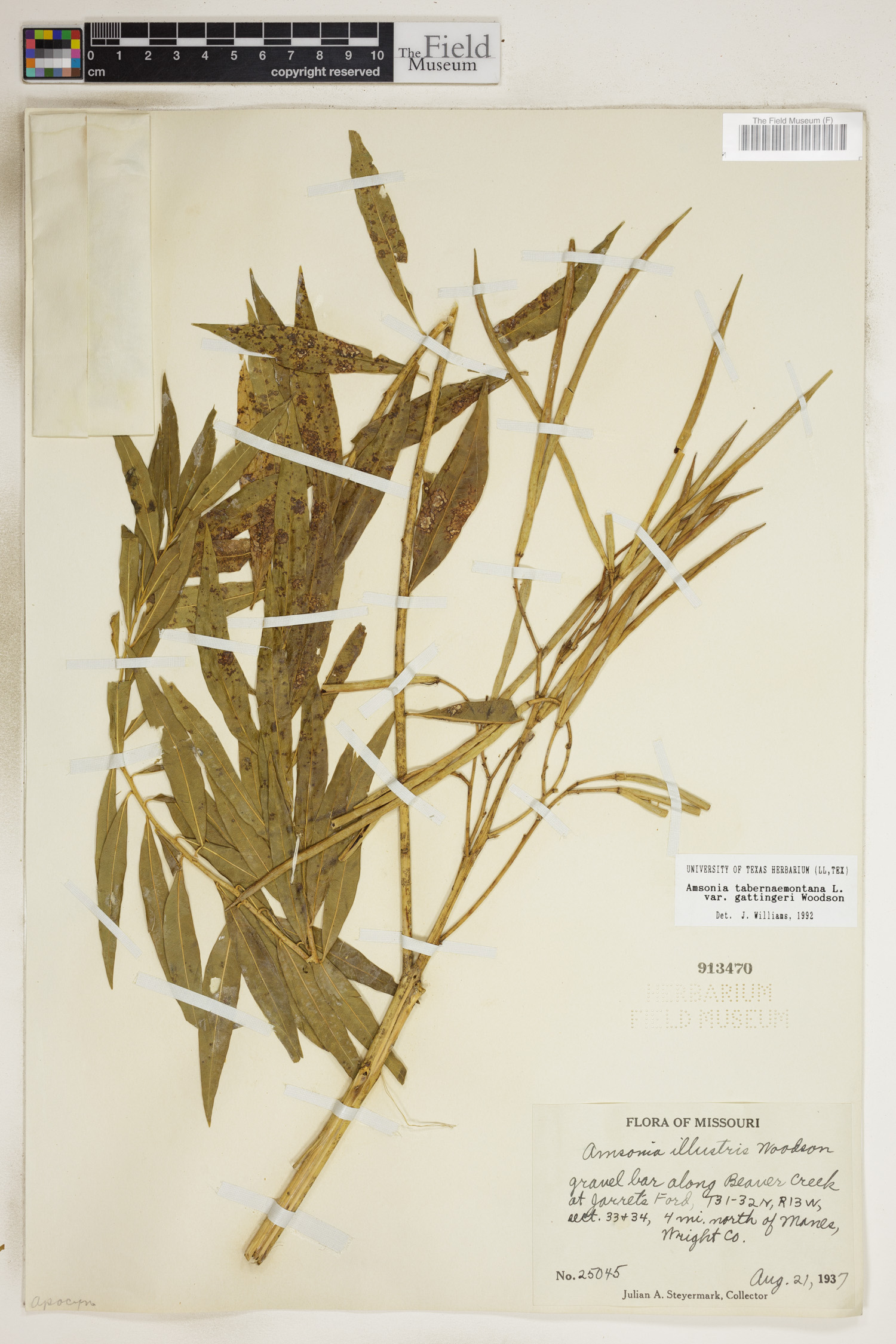 Amsonia tabernaemontana var. gattingeri image