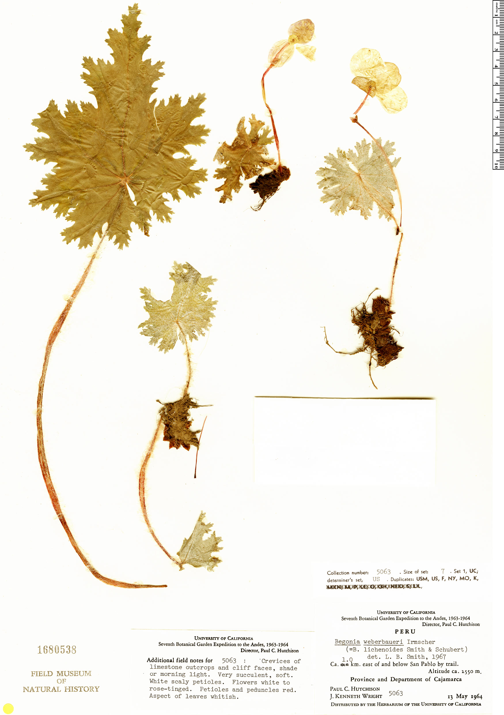 Begonia weberbaueri image