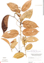 Passiflora spinosa image