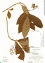 Parathesis leptopa image