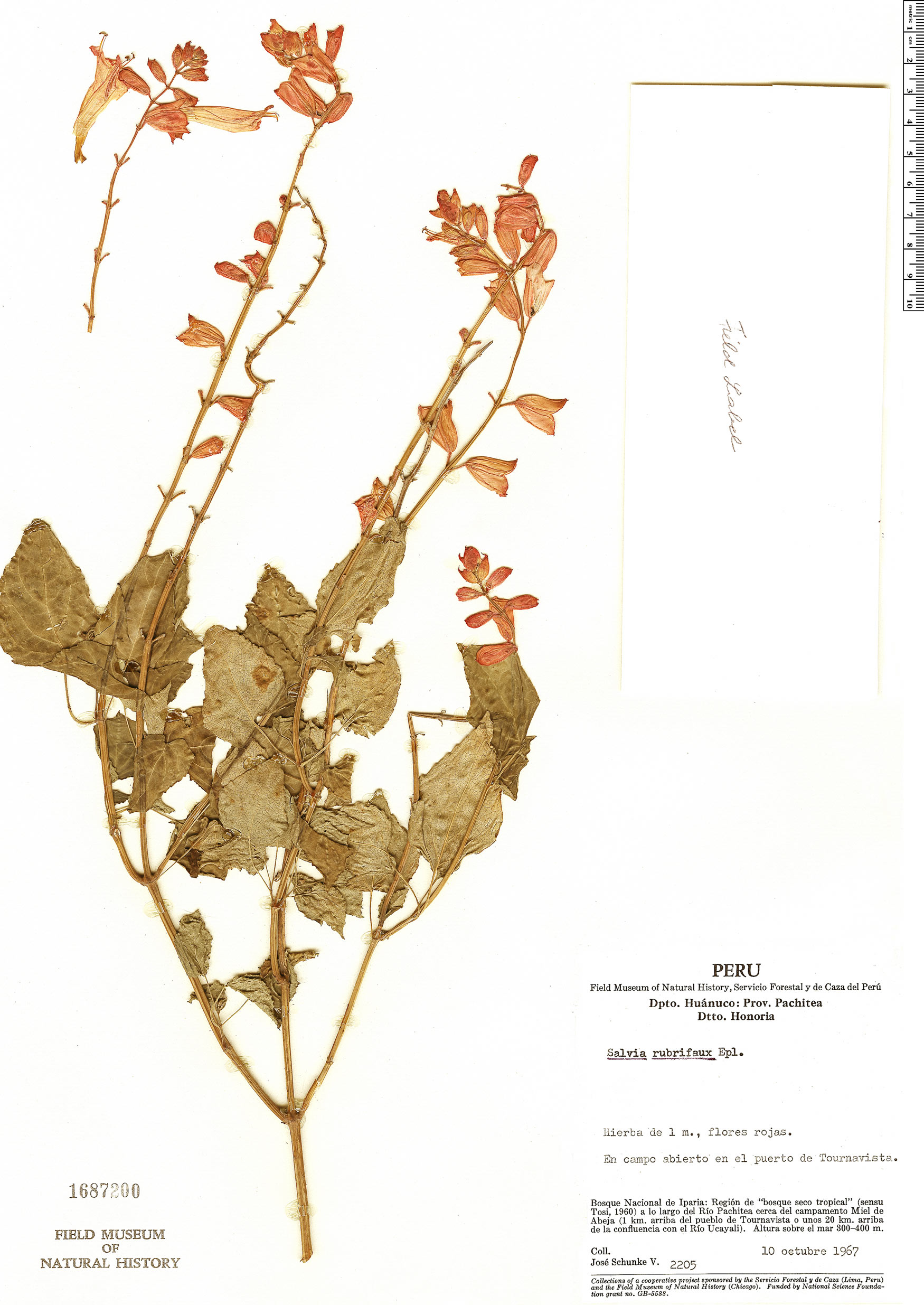 Salvia rubrifaux image