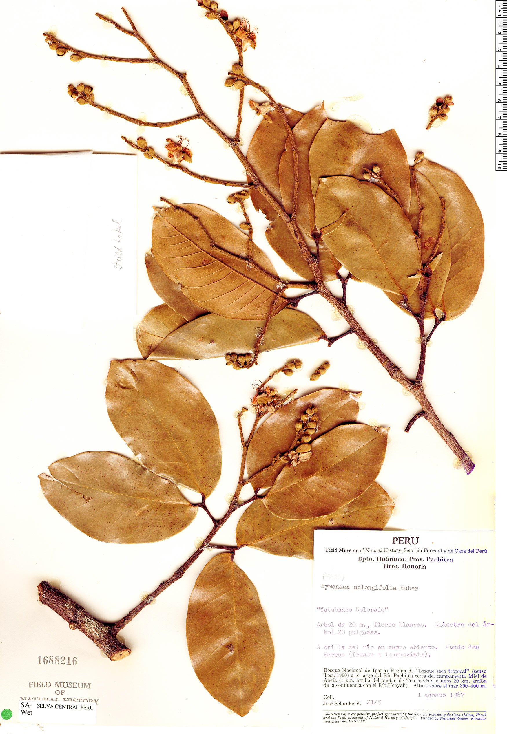 Hymenaea oblongifolia image