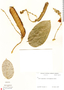 Canavalia sericophylla image