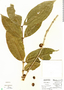 Coffea arabica image