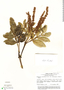 Weinmannia sorbifolia var. sclerophylla image