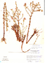 Noterophila bivalvis image