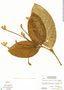 Posoqueria latifolia image