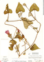 Ipomoea splendor-sylvae image