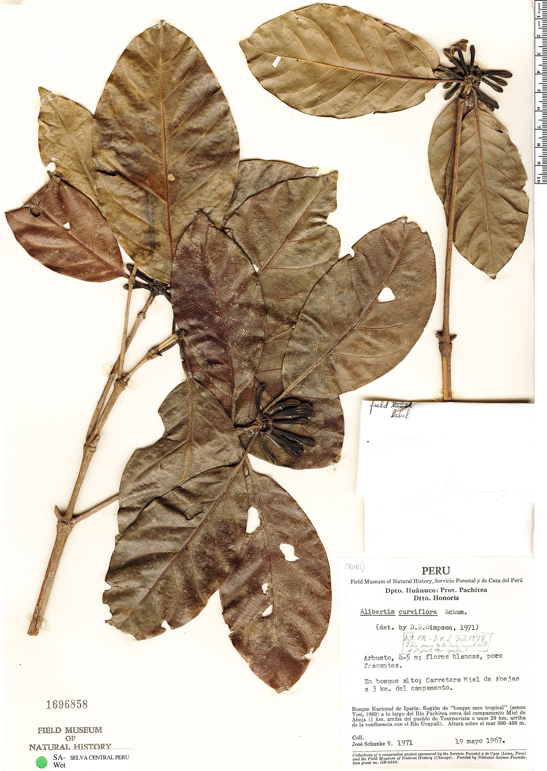 Alibertia curviflora image