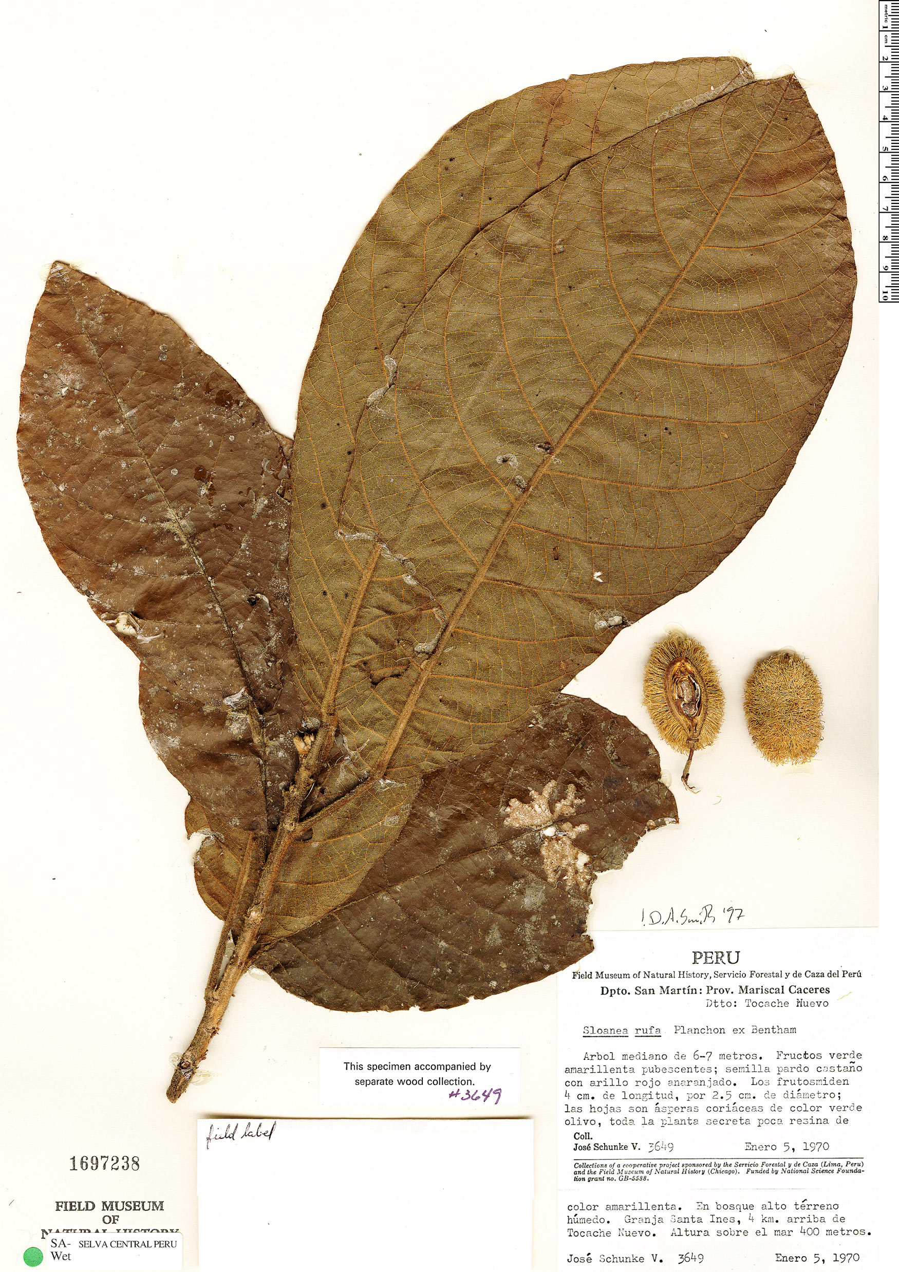Sloanea rufa image