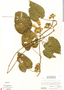 Ipomoea rubens image