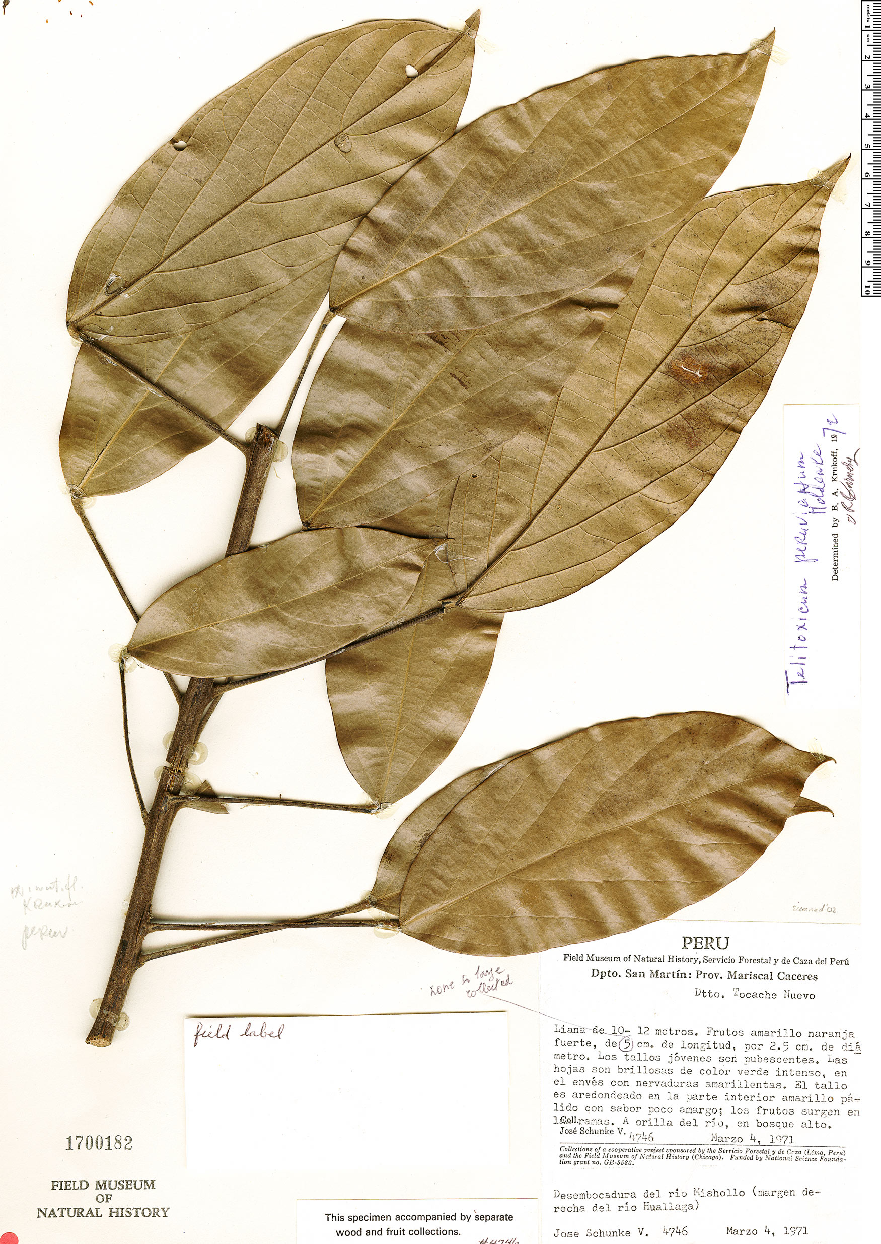 Telitoxicum peruvianum image