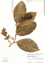 Dichapetalum latifolium image