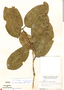 Cheiloclinium obtusum image