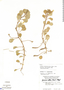 Ludwigia helminthorrhiza image