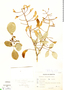 Erythrina dominguezii image