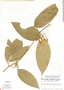 Anemopaegma chrysanthum image