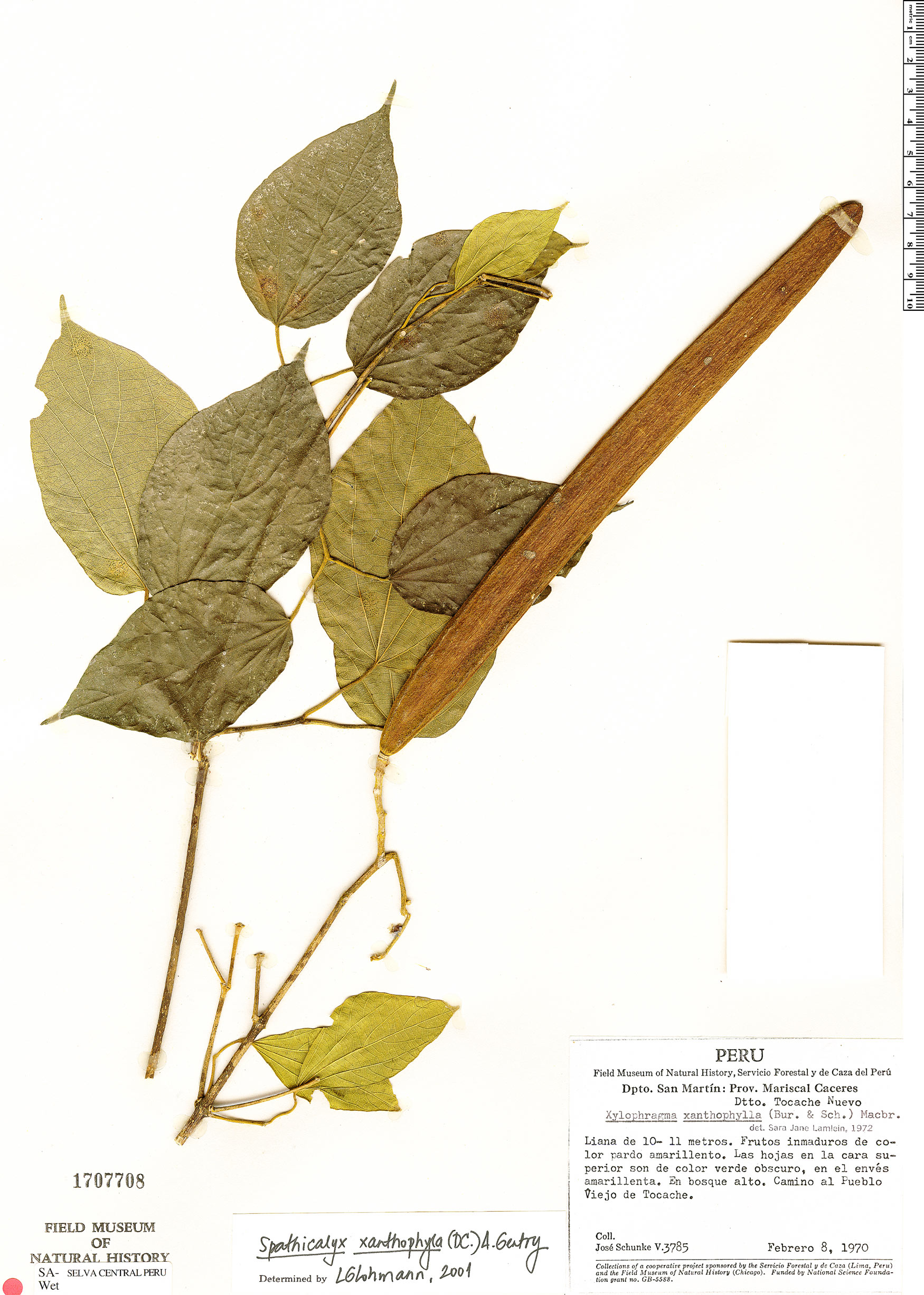 Tanaecium xanthophyllum image