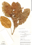 Coussapoa ovalifolia image