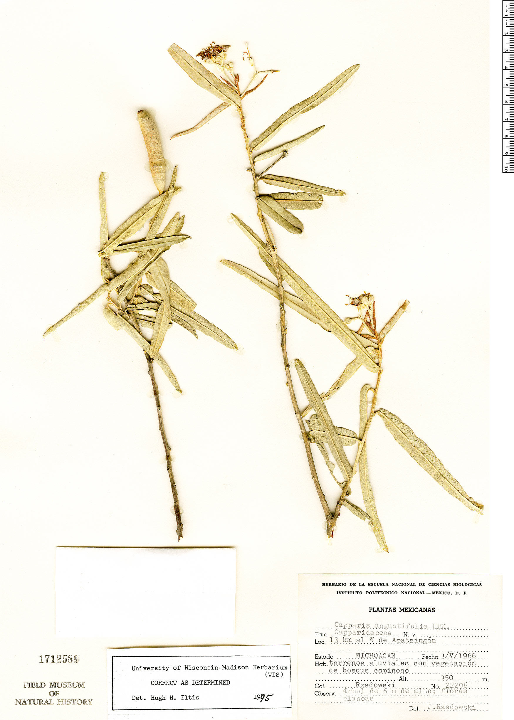 Quadrella angustifolia image