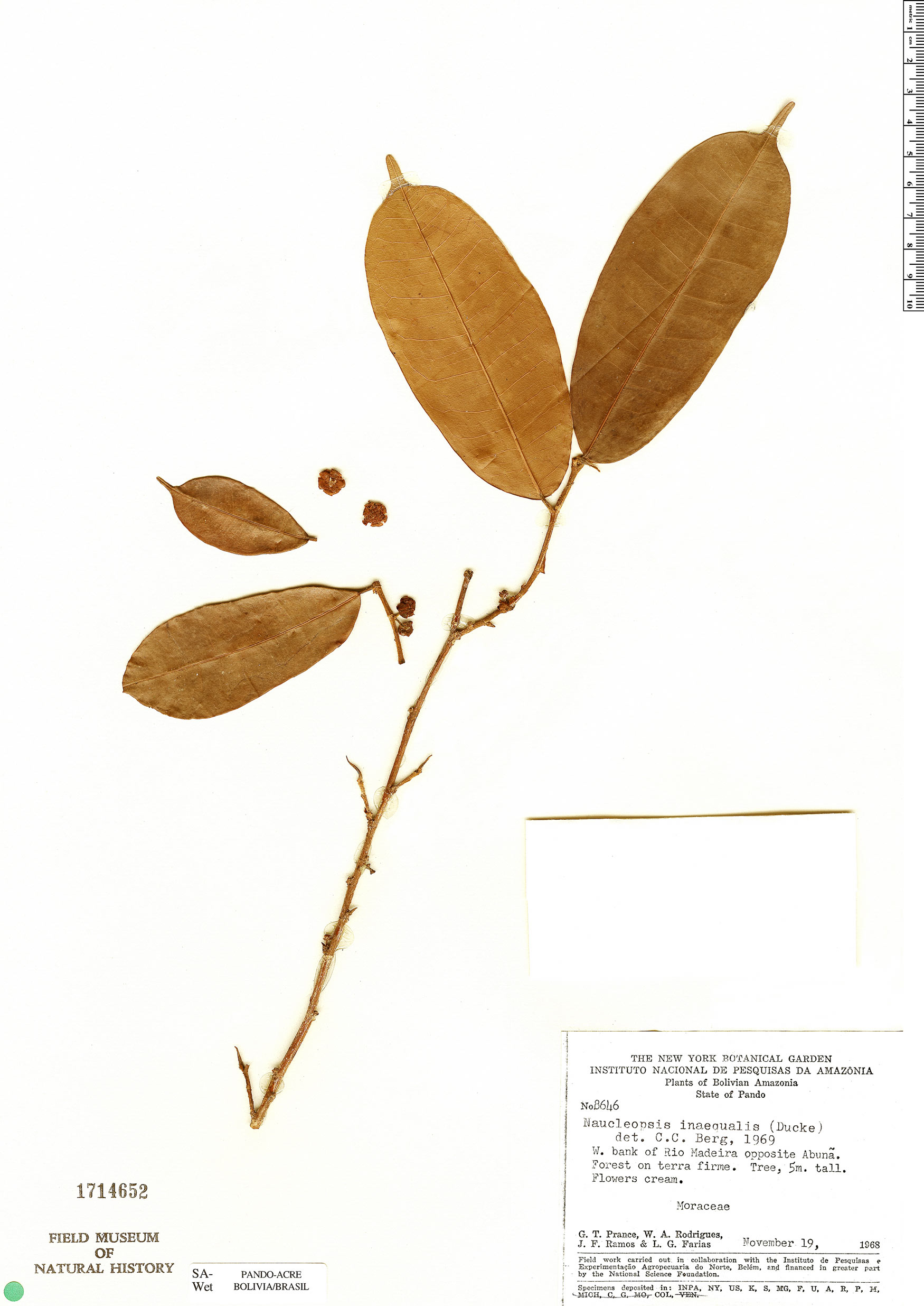 Naucleopsis inaequalis image