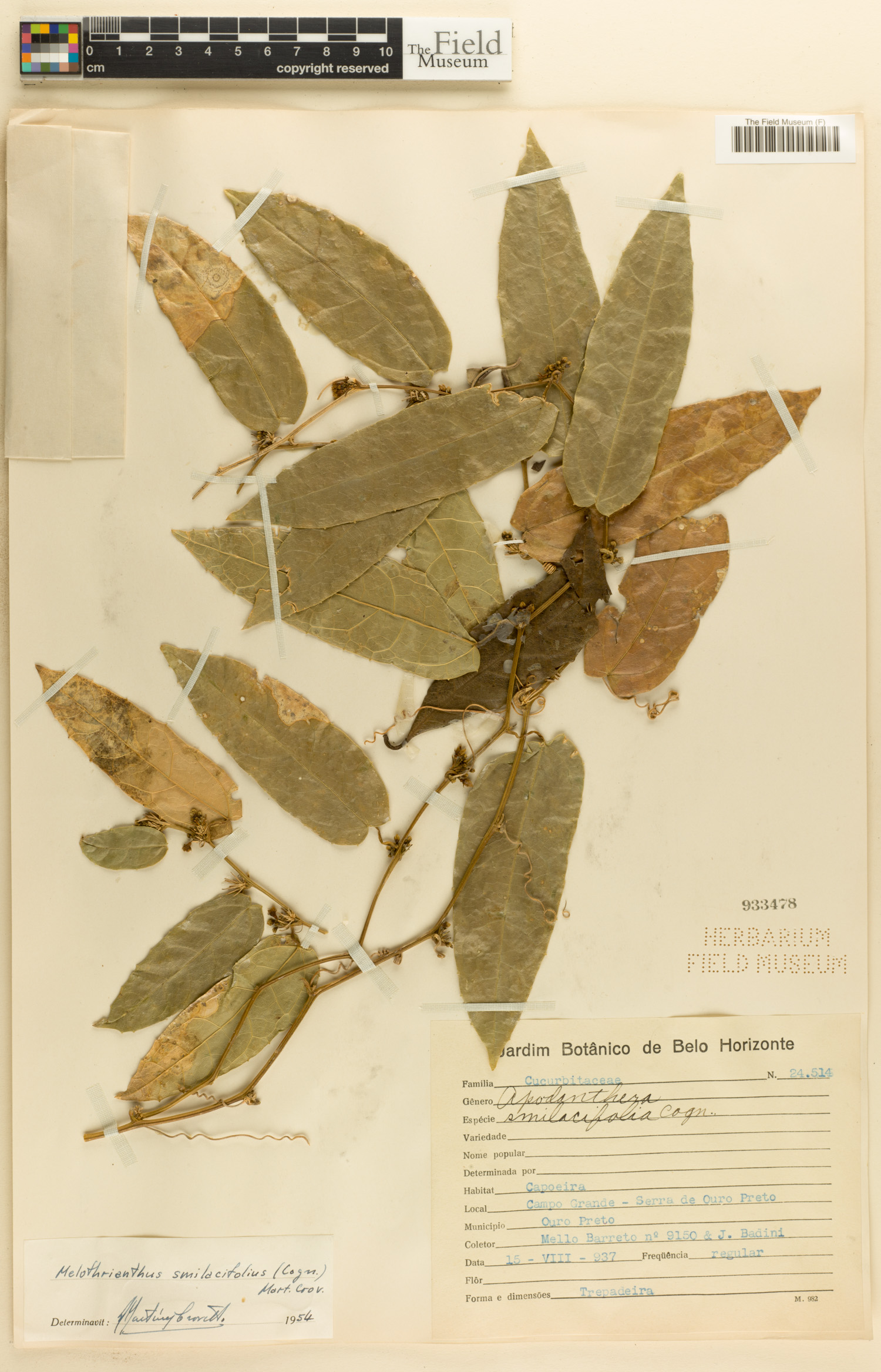 Melothrianthus smilacifolius image