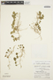 Dichondra microcalyx image