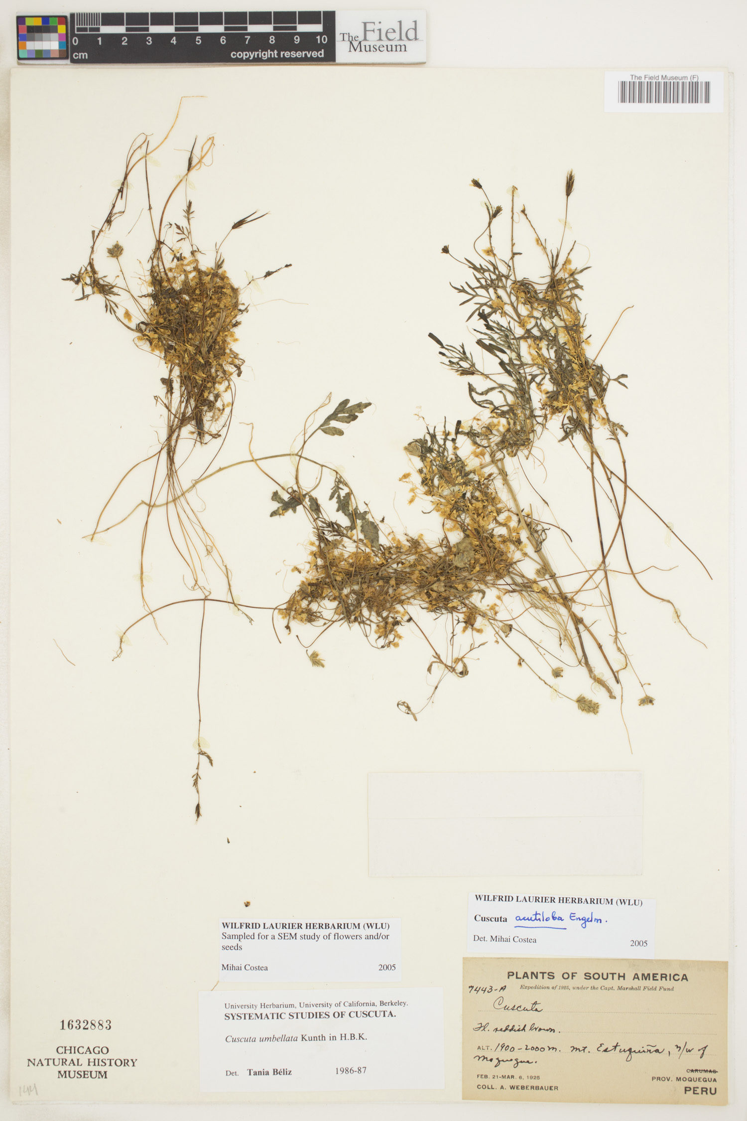 Cuscuta acutiloba