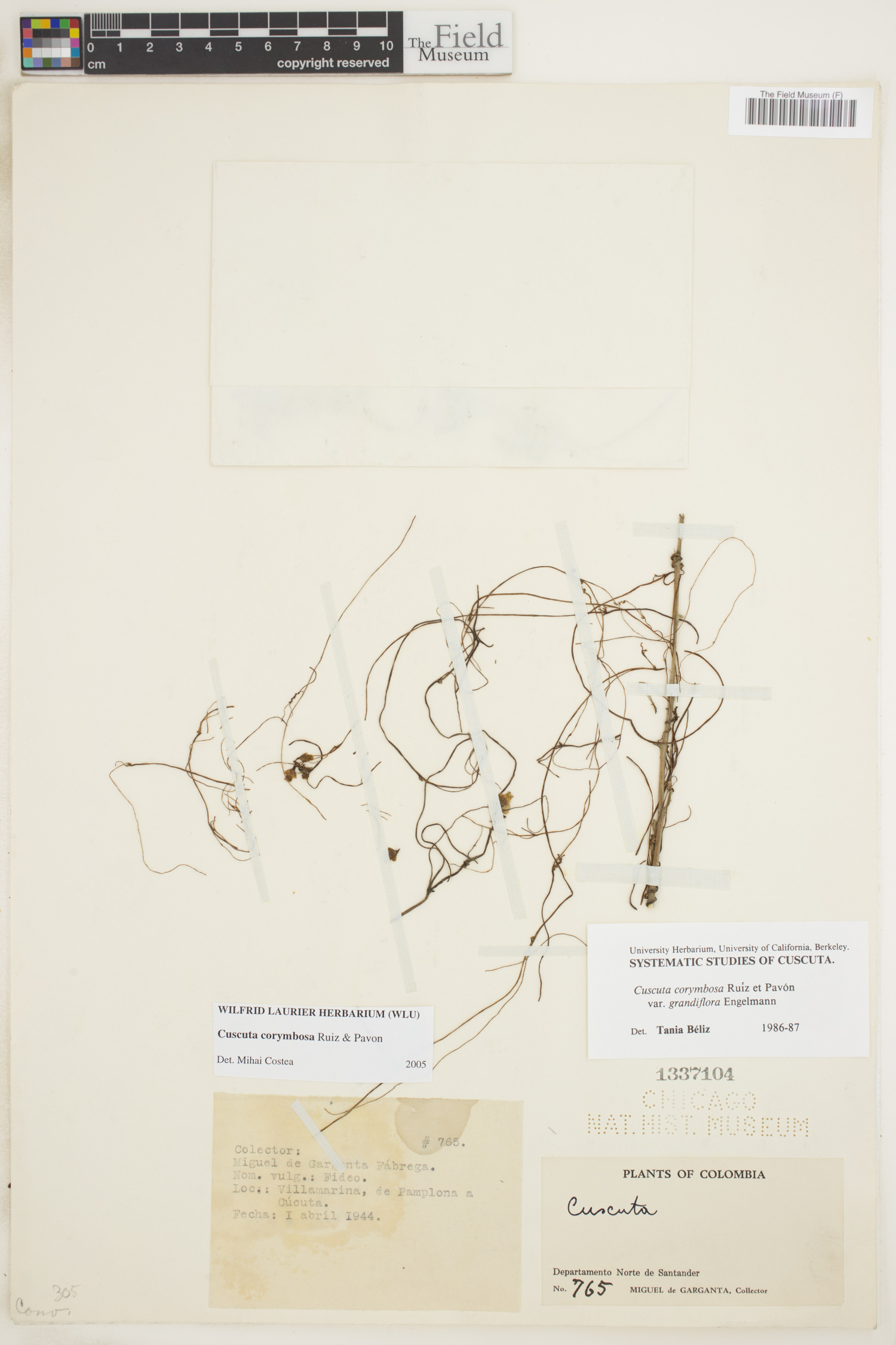 Cuscuta corymbosa image