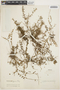 Evolvulus argyreus image