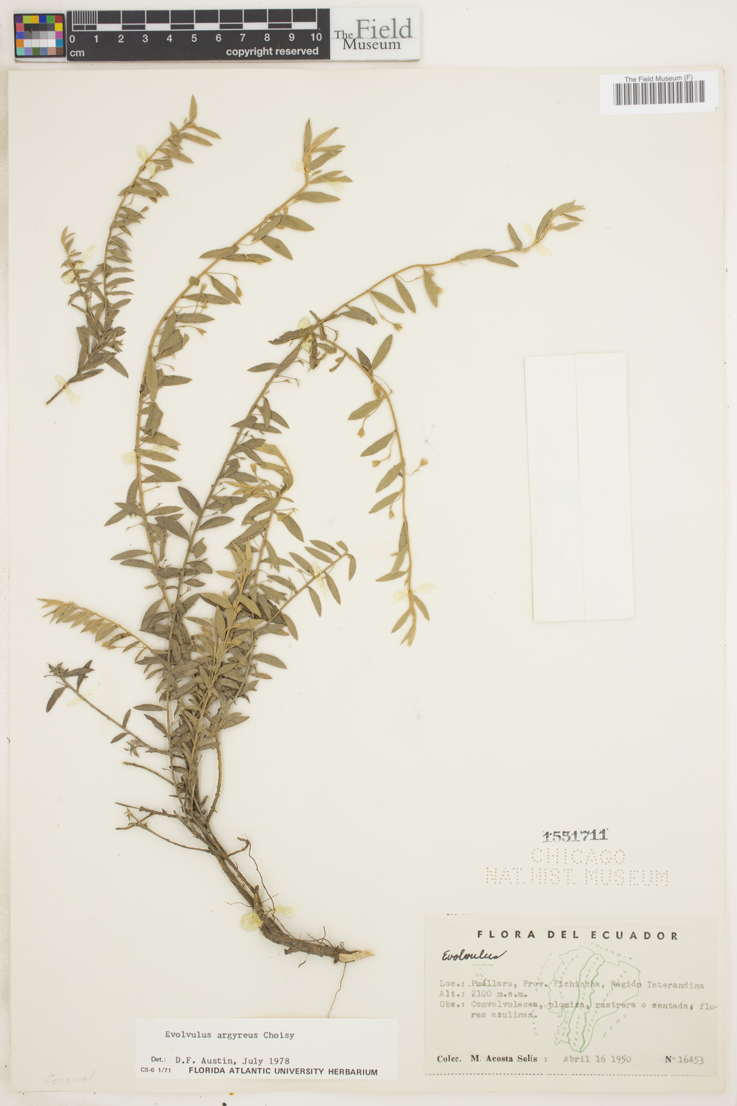 Evolvulus argyreus image