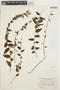 Evolvulus latifolius image