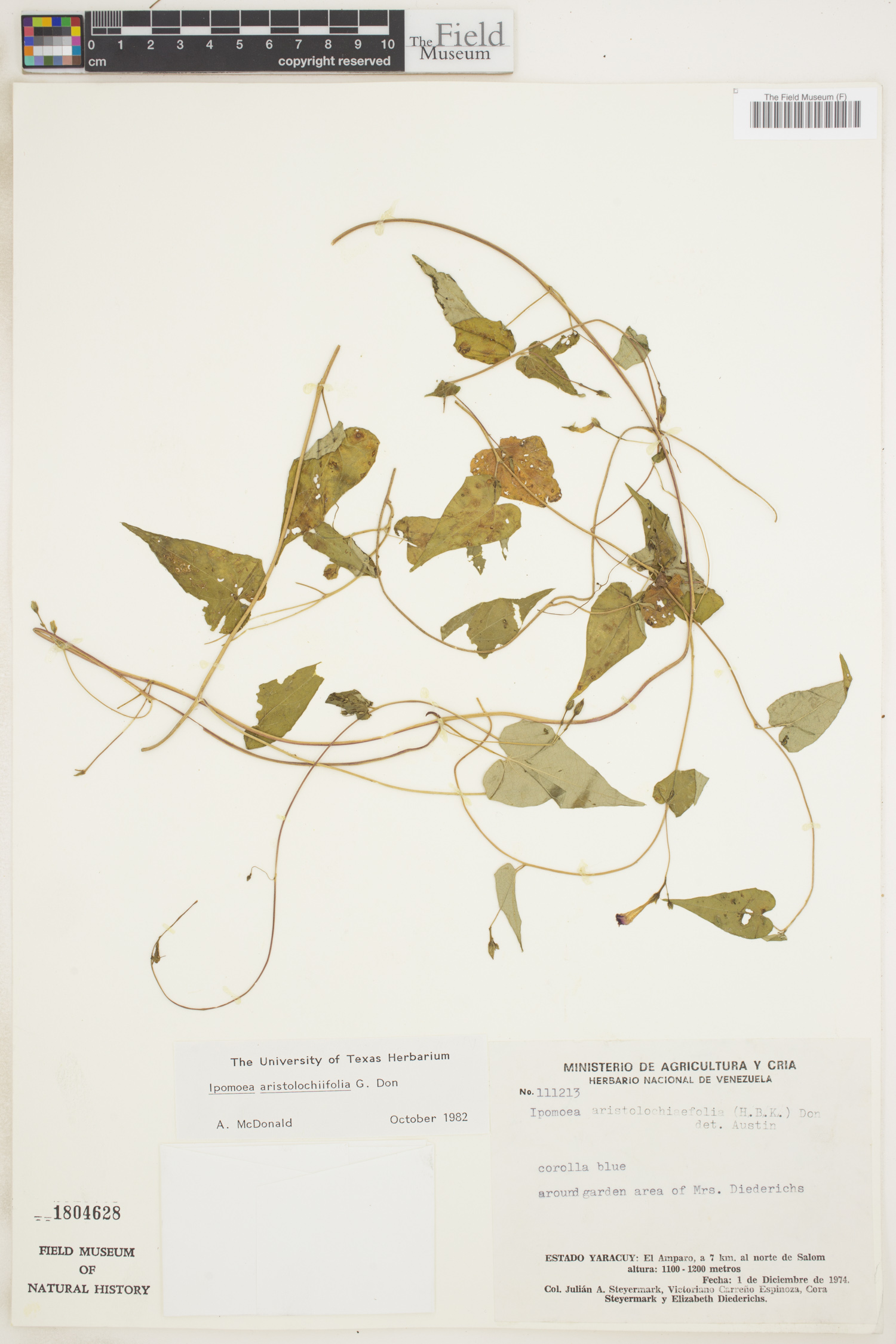 Ipomoea aristolochiifolia image