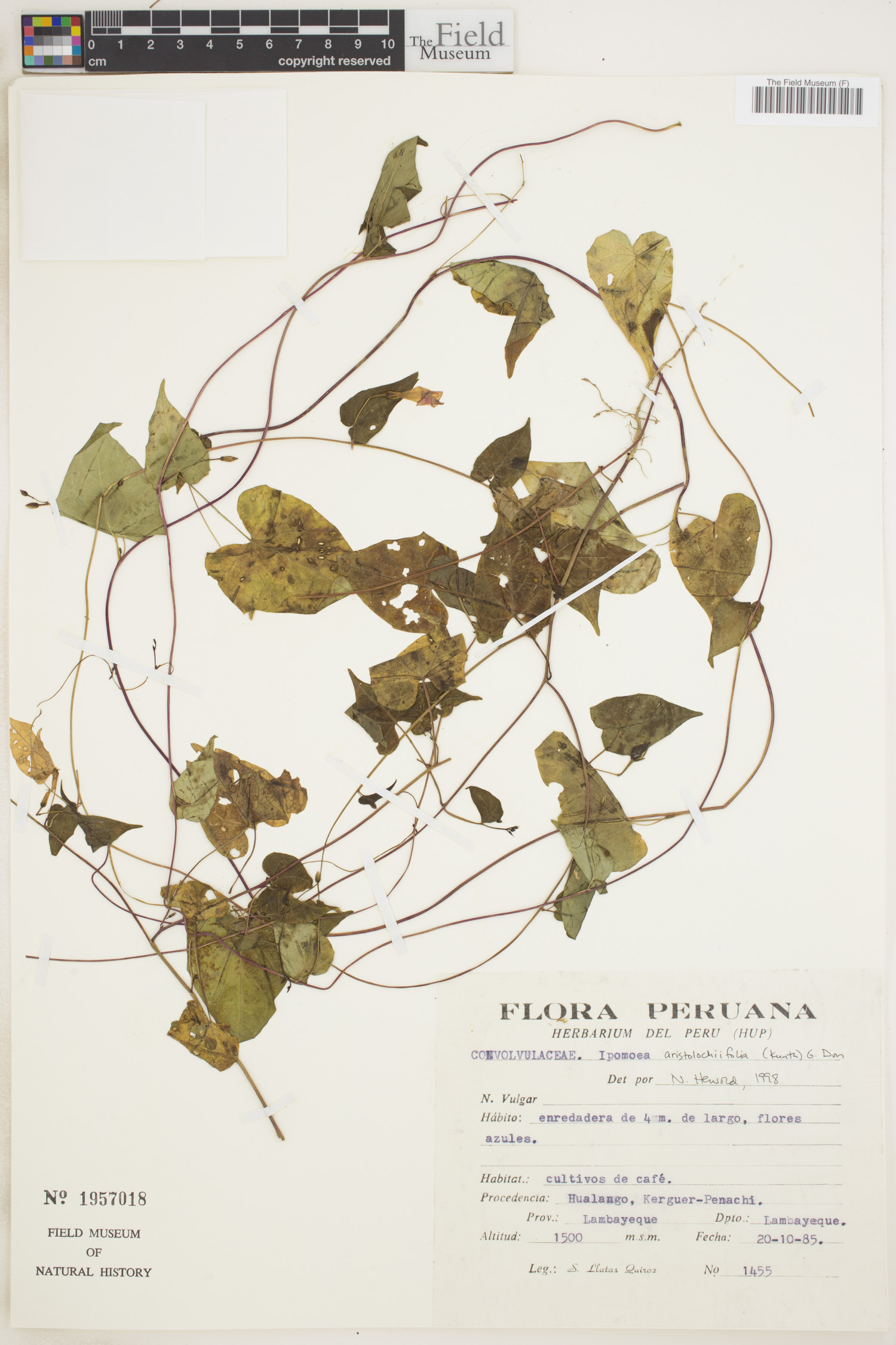 Ipomoea aristolochiifolia image