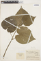 Piper calceolarium image